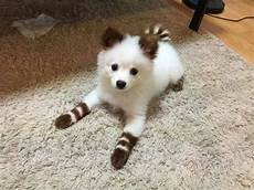 Baby Brown Socks