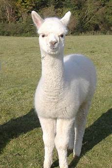 Llama Socks